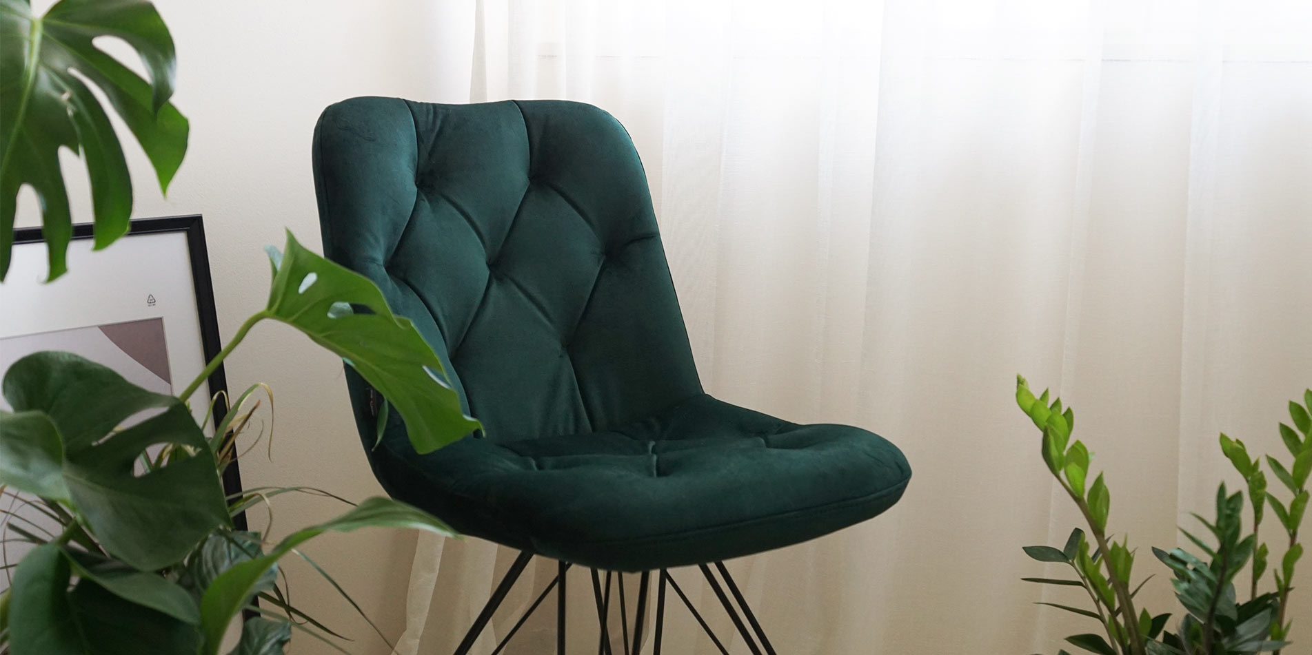 Dining chair Chloe with black metal legs and green velvet in room full of green plants.